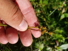 Carex wiegandii