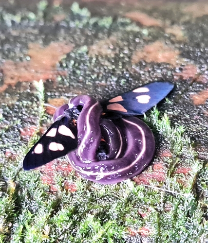 Blue Garden Flatworm, Tewantin QLD 4565, Australia, photo 7 of 10