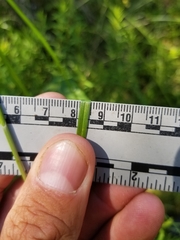 Carex wiegandii