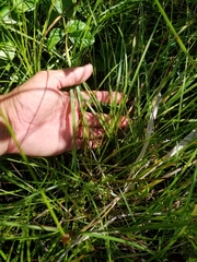 Carex wiegandii