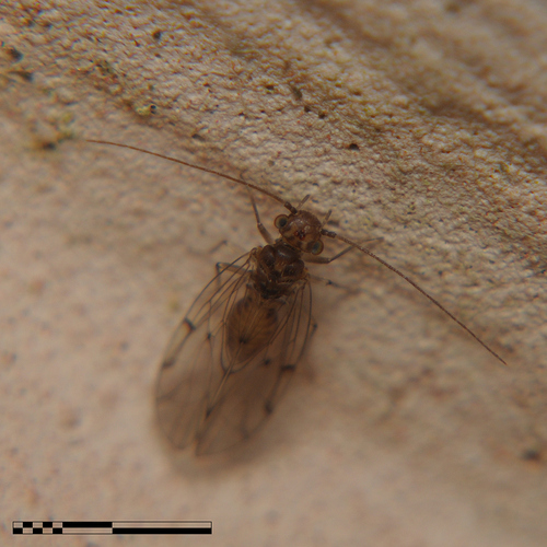 Ectopsocus briggsi, photo 2 of 8