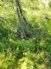 Carex wiegandii