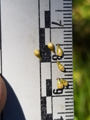 Carex wiegandii