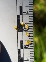 Carex wiegandii