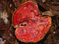 Exsudoporus