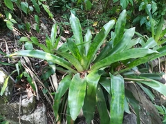 Aechmea mexicana