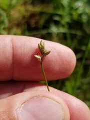 Carex tenuiflora