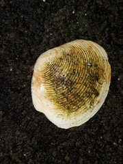 Eucrassatella kingicola