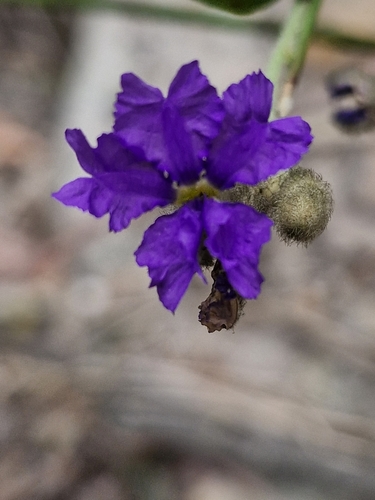 Image of Dampiera purpurea by (c) ronavery, some rights reserved (CC BY)