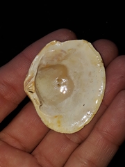 Eucrassatella kingicola