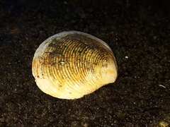 Eucrassatella kingicola