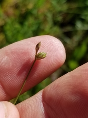 Carex tenuiflora