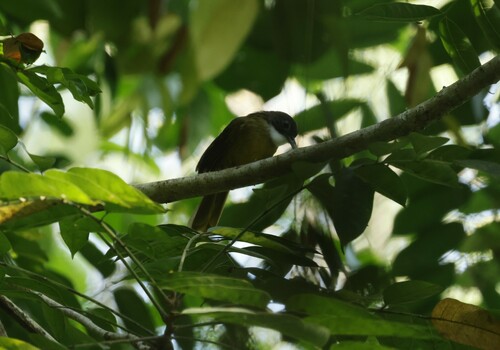 Red-tailed Greenbul (Criniger calurus), photo 2