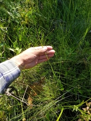 Carex tenuiflora