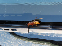 Sphecius