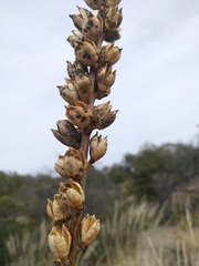 Agave schottii