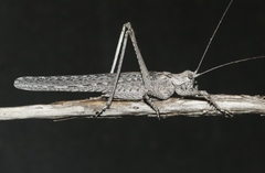 Capnobotes attenuatus