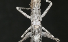 Capnobotes attenuatus