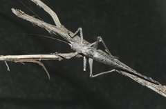 Capnobotes attenuatus