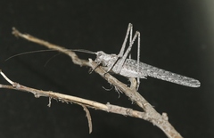 Capnobotes attenuatus