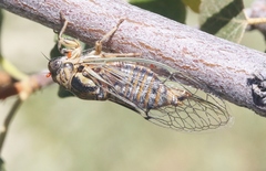 Clidophleps