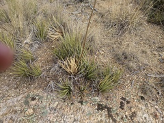 Agave schottii