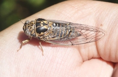 Clidophleps