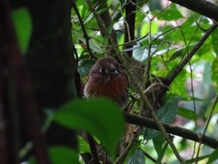 Malacoptila mystacalis