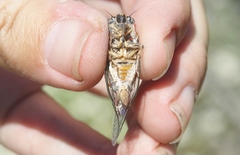 Clidophleps