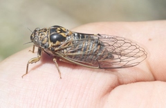 Clidophleps