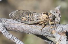 Clidophleps
