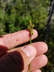 Carex wiegandii