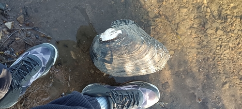 Cockscomb Mussel