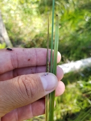 Carex wiegandii