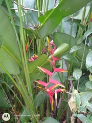 Heliconia × rauliniana