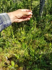 Carex wiegandii