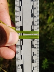 Carex wiegandii