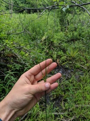 Juncus brachycephalus