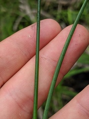 Juncus brachycephalus