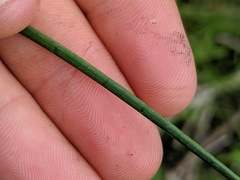 Juncus brachycephalus
