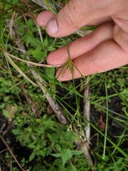 Juncus brachycephalus