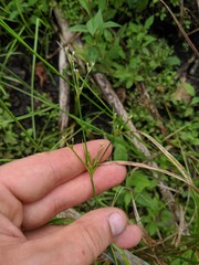 Juncus brachycephalus