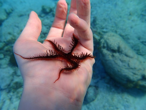 Ophiomastix wendtii observed 2024-12-14