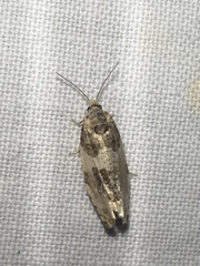 Pseudosciaphila duplex