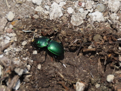 Pasimachus mexicanus