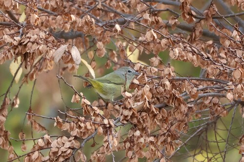 Orange-crowned Warbler (Leiothlypis celata), photo 7