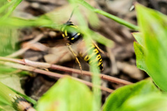 Vespula infernalis