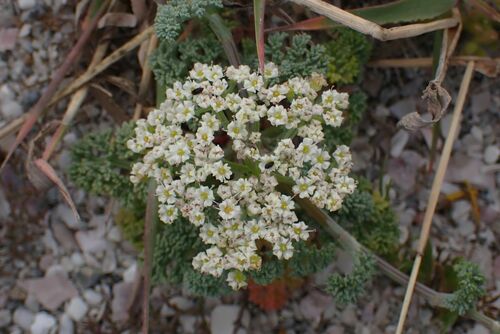 Image of Dasispermum suffruticosum by no rights reserved