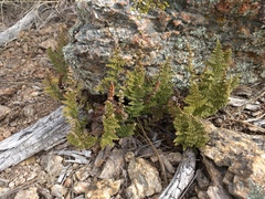 Myriopteris covillei