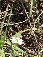 Callophrys affinis